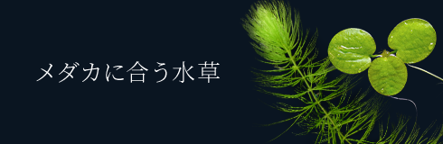 _Jɍ
