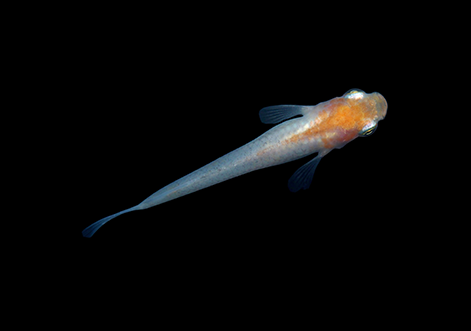 OaałĂȂ