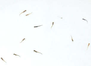 zA1o߁̒F 1.5cm
