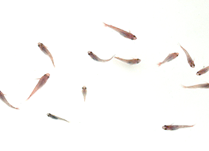 zA2o߁̒F 2.5cm