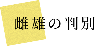 Y̔