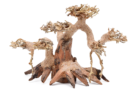 iBONSAI