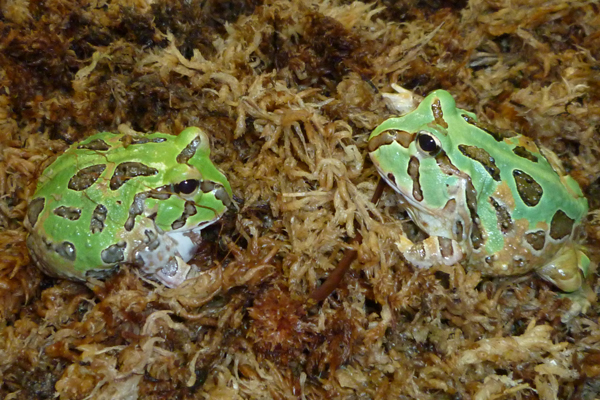 Kbo 爬虫類 カエル カミハタビジネスオンライン