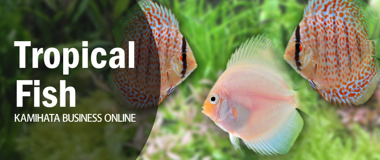熱帯魚　カミハタビジネスオンライン