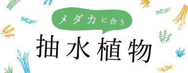 ���_�J�ɍ��������A���@�`�r�I�g�[�v�A���_�J���A���@���ɃI�X�X���`