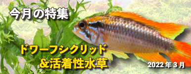 Kbo 熱帯魚 シクリッド 南米ドワーフシクリッド カミハタビジネスオンライン