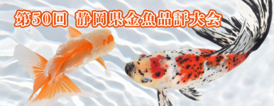 【金魚探訪記】第50回 静岡県金魚品評大会