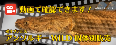 Kbo 熱帯魚 カミハタビジネスオンライン
