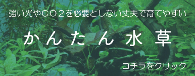 Kbo 水草 寄せ植え水草 カミハタビジネスオンライン