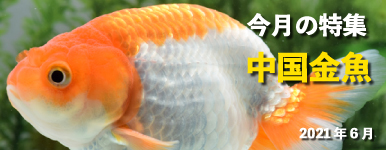Kbo 金魚 琉金 カミハタビジネスオンライン Kbo 金魚 琉金 カミハタビジネスオンライン