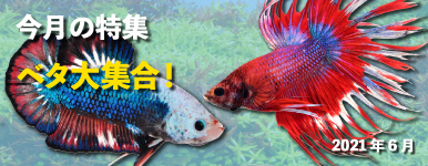 Kbo 熱帯魚 卵胎生メダカ カミハタビジネスオンライン Kbo 熱帯魚 卵胎生メダカ カミハタビジネスオンライン