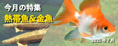 Kbo 金魚 琉金 カミハタビジネスオンライン Kbo 金魚 琉金 カミハタビジネスオンライン