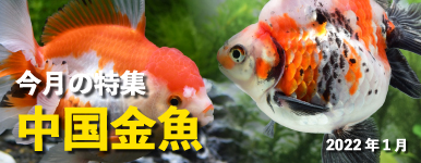 Kbo 金魚 長物 カミハタビジネスオンライン Kbo 金魚 長物 カミハタビジネスオンライン