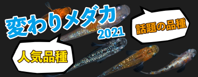Kbo 金魚 変わりメダカ カミハタビジネスオンライン Kbo 金魚 変わりメダカ カミハタビジネスオンライン