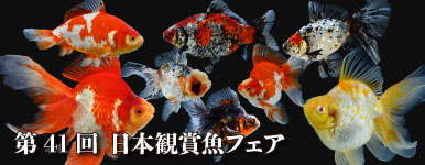 【金魚探訪記】第41回 日本観賞魚フェア