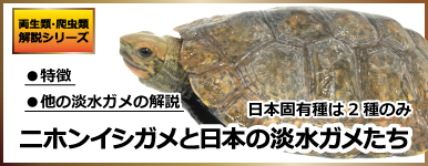 【爬虫類】日本固有種は2種のみ　ニホンイシガメと日本の淡水ガメたち
