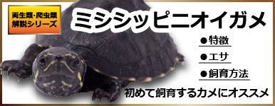 【爬虫類】丸い！小さい！かわいい！ミシシッピニオイガメ
