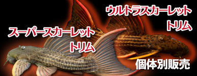Kbo 熱帯魚 カミハタビジネスオンライン