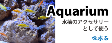 【吸水石】Aquarium