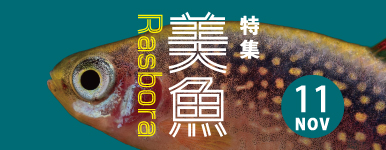 小さな宝石、小型美魚 〜ラスボラの仲間〜