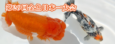 【金魚探訪記】第29回 金魚日本一大会