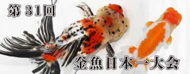 yTKLz31 {@2025N1026J