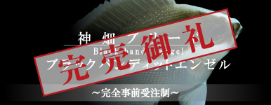 【海水魚】事前受注 ブラックバンディットエンゼル 神畑ブリード