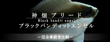 【海水魚】事前受注 ブラックバンディットエンゼル 神畑ブリード