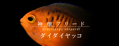 T【海水魚】ダイダイヤッコ カミハタブリード 注文受付