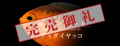 T【海水魚】ダイダイヤッコ カミハタブリード 注文受付