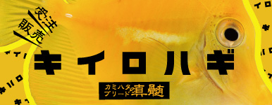 T�y�C�����z���ꂼ�J�~�n�^�u���[�h�̐^���@�L�C���n�M