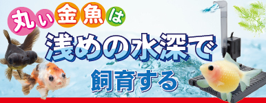 Kbo 金魚 オランダ カミハタビジネスオンライン