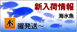 T【海水魚】新入荷情報！　10月5日（木）発送〜