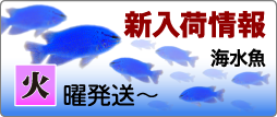 T【海水魚】新入荷情報！　11月28日（火）発送〜