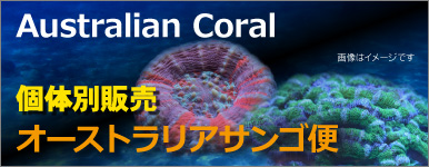 T【海水魚】オーストラリアサンゴ便入荷 0413