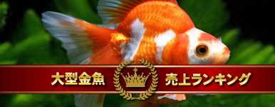 ^ドLOI