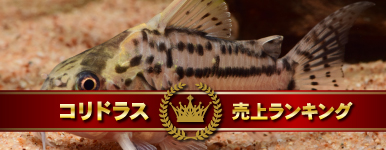 RhXドLOI