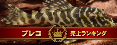 vRドLOI