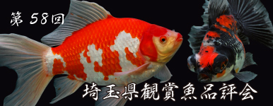 【金魚探訪記】第58回 埼玉県観賞魚品評会 2025年11月3日開催