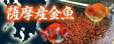 【金魚】薩摩産の一点もの金魚たち