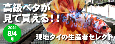 Kbo 熱帯魚 ベタ セレクトベタ カミハタビジネスオンライン
