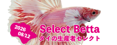 現地生産者 セレクトベタ 08.12号
