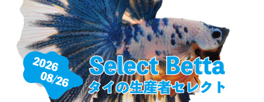 現地生産者 セレクトベタ 08.26号