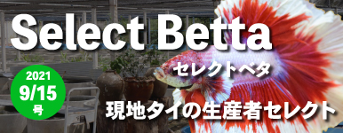 Kbo 熱帯魚 カミハタビジネスオンライン