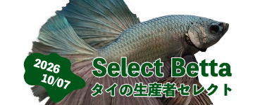 現地生産者 セレクトベタ 10.07号