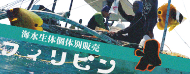 T【海水魚】スタッフセレクト海水生体個体別販売inフィリピン