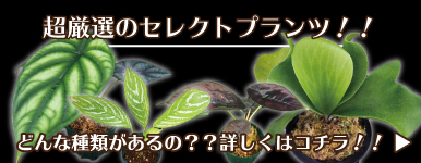 レアな観葉植物（セレクトプランツ） 0618