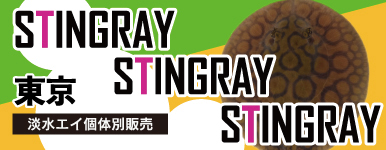 T�y�M�ы��z�W���G�C�̕ʔ̔�