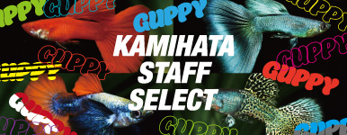 カミハタスタッフ セレクトタイグッピー