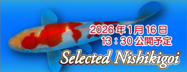 �\���@�Z���N�g�ь� 0128